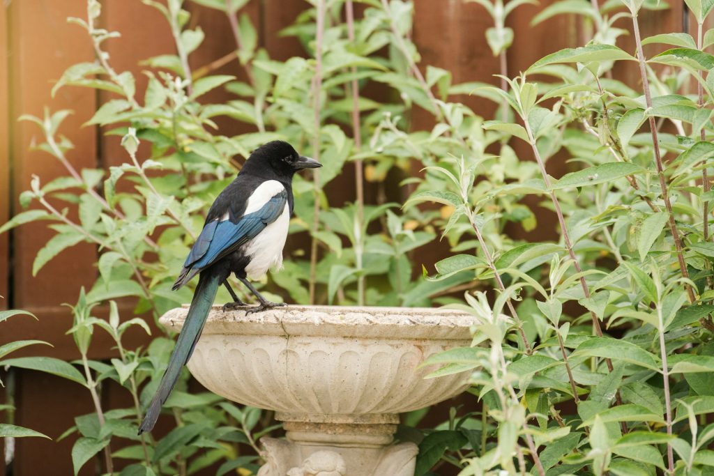 Magpie sitting on an edge of a small stone fountain