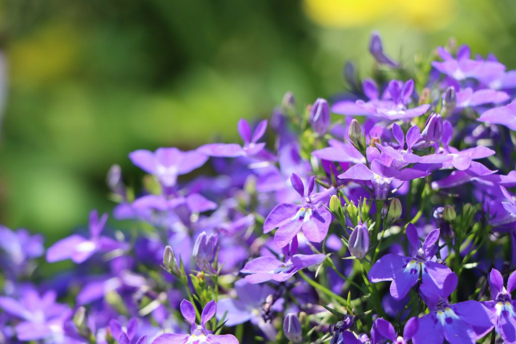 Purple Lobelia blooms in front of a green background