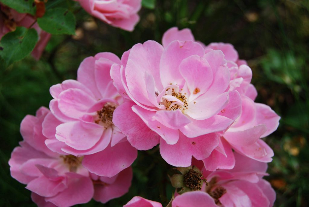 Picture of rambling rose blooms