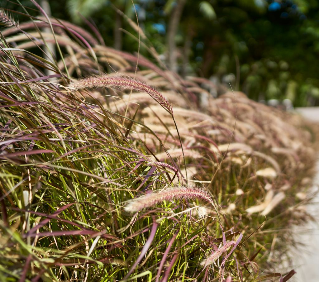Feather Reed Grass pictured on a sunny day with background blurred