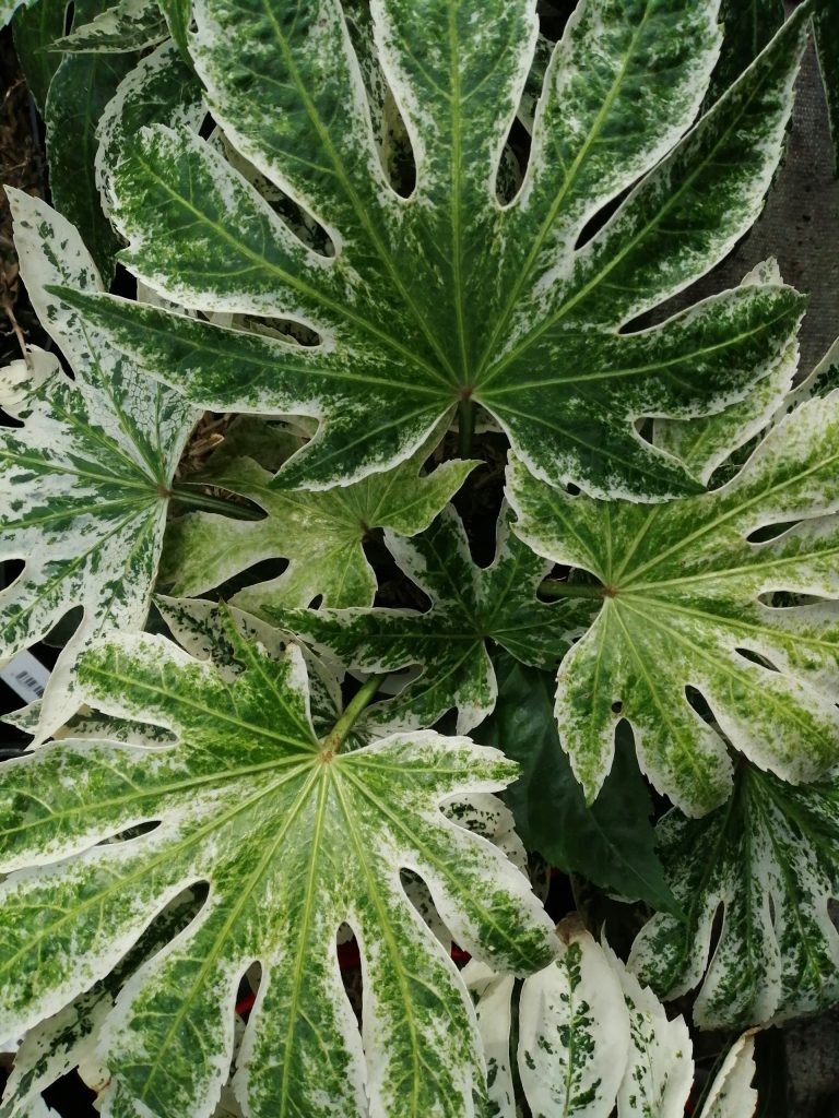 Green leaves of Palmate Fatsia with texture on the edges