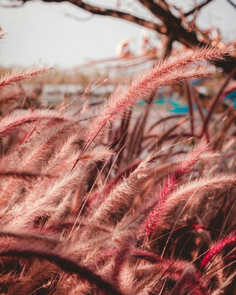 Image of Pink Fountain Grass (Pennisetum Flamingo) in a pinkish evening light