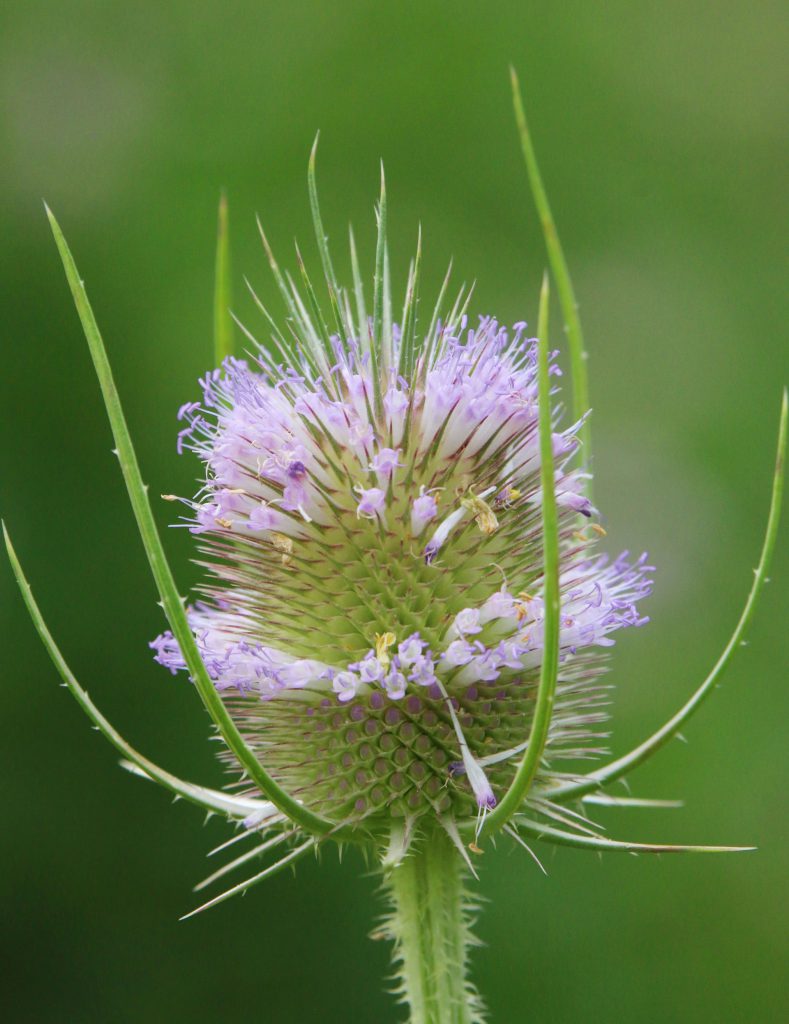 Teasel bloom in front of a green blurry background