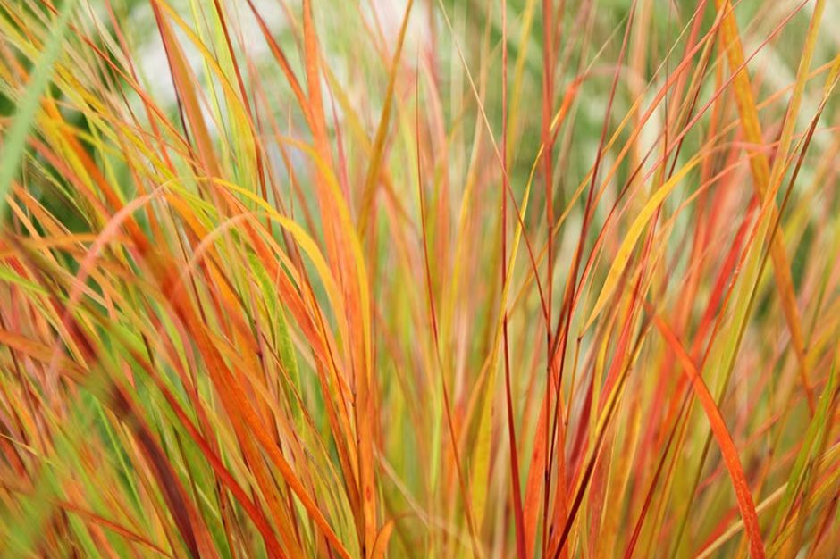 Close-up image of Pheasant tail grass (Anemanthele lessoniana)