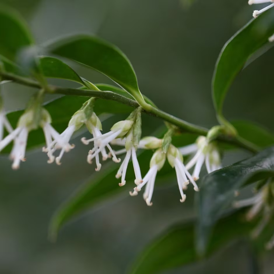 Christmas box (Sarcococca confusa) blooms on a branch