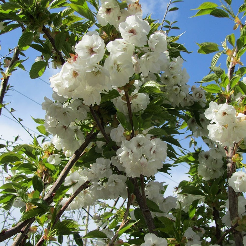White blooms of Prunus ‘Shirotae’ on tree branches