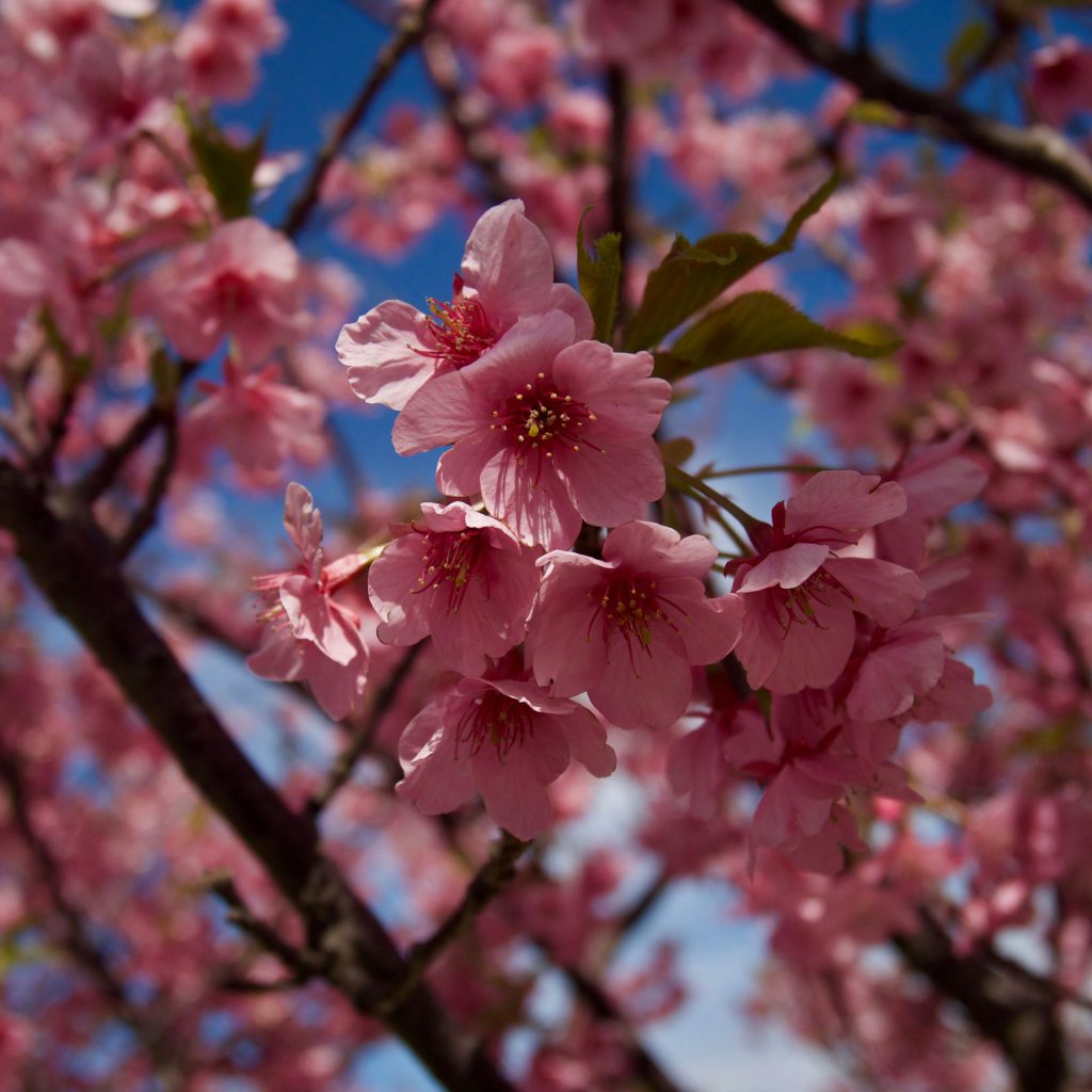 Pink flowering cherry (Prunus ‘Kursar’) blooms on tree branches