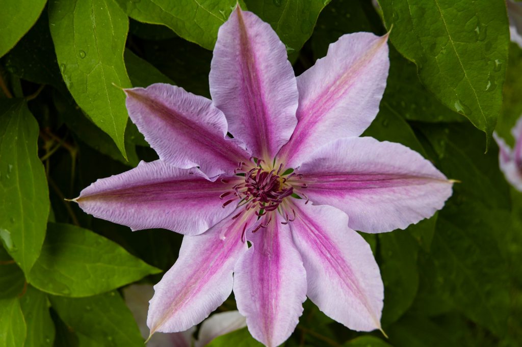 Clematis "Nelly Moser" bloom with green leaves in the background