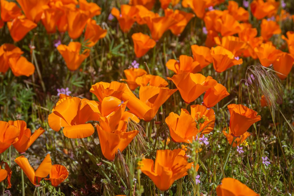 Californian poppies (orange in colour) in a field