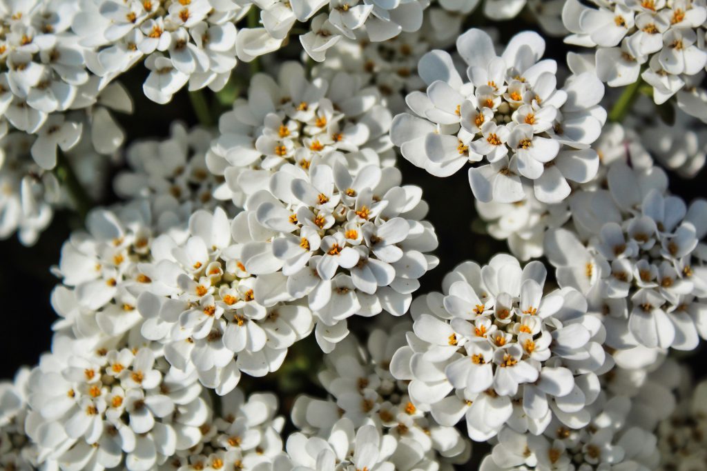 Candytufts: White flowers with small yellow accents in the middle