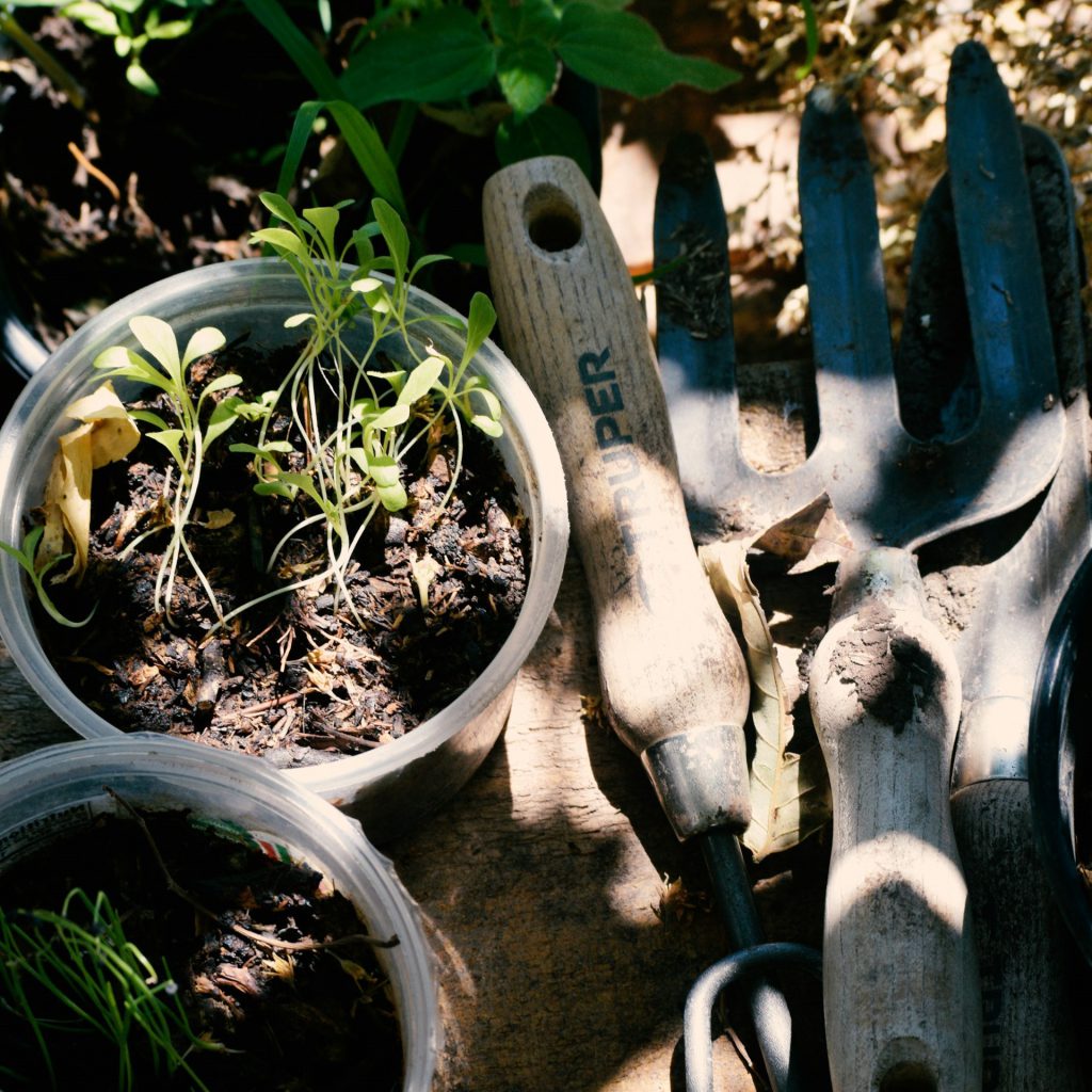 Pots with seedlings and gardening tools