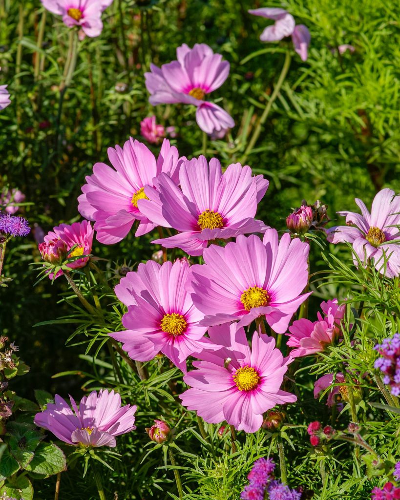 Pink cosmos flowers in green grass