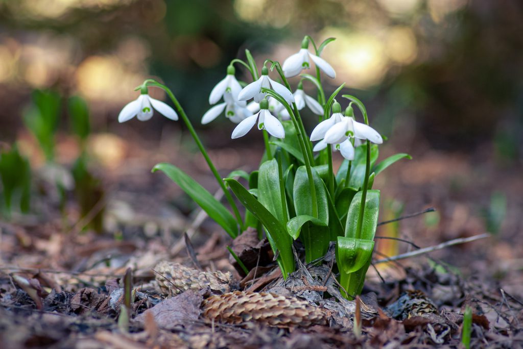 Snowdrops blooming with green leaves on brown winter ground