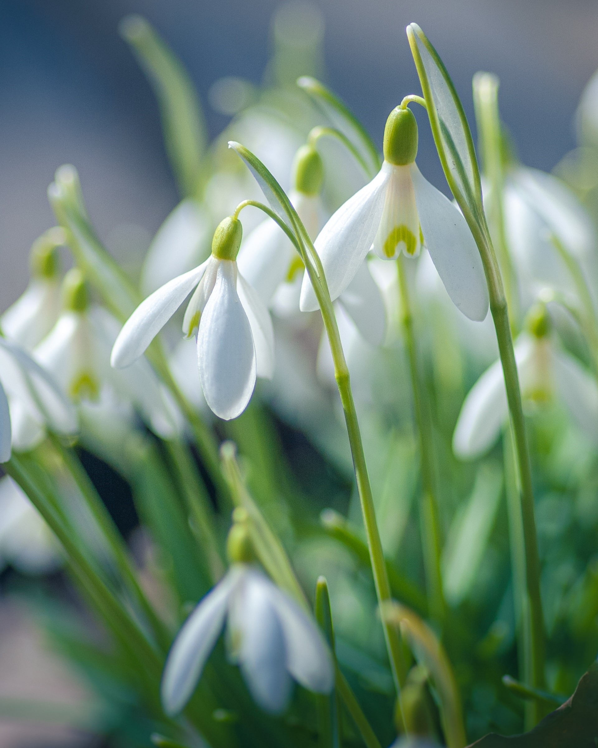 Picture of Snowdrops (Galanthophiles)