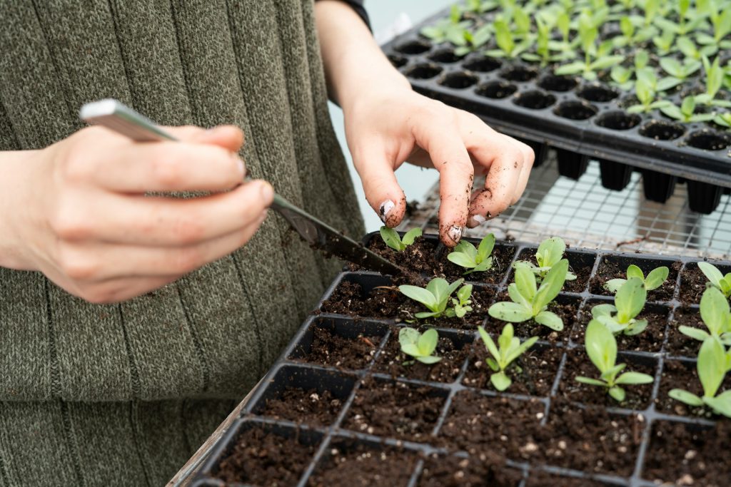 Person using knife to remove seedlings from plastic tray